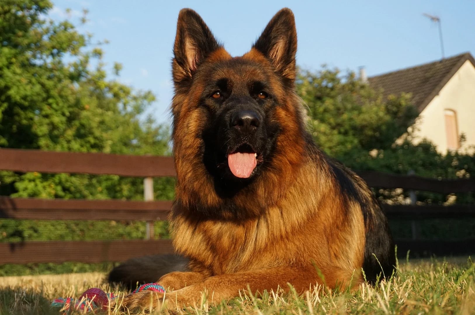 Banner hodowli owczarków niemieckich