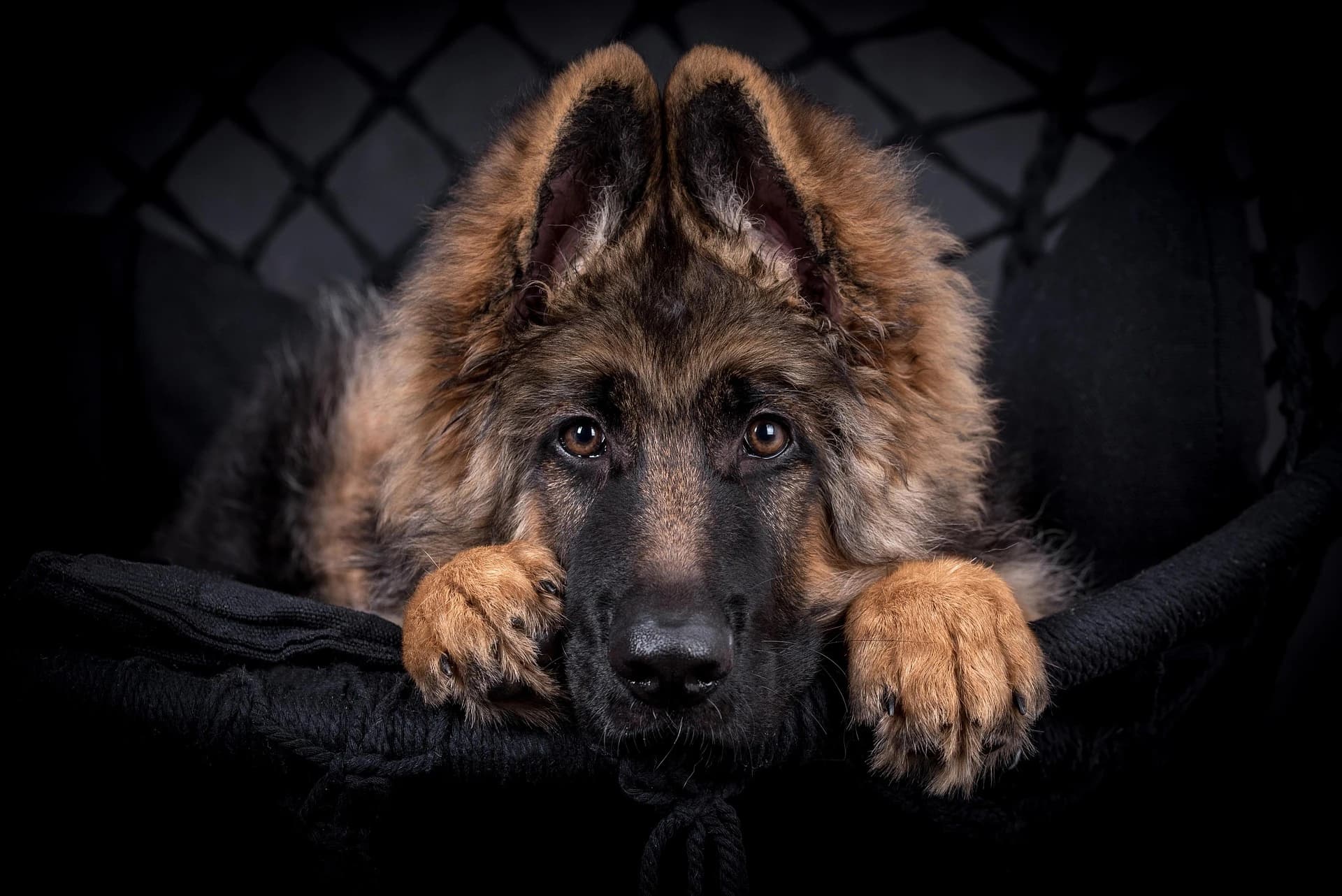 Banner hodowli owczarków niemieckich